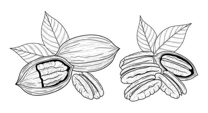 Detailed black and white sketch of pecan nuts with shells and leaves illustrating healthy organic snacks and natural food ingredients.