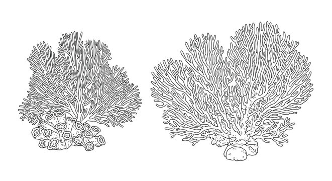 Detailed black and white line art illustration of underwater coral reefs featuring intricate shapes and textures of marine life structures.