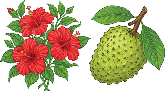 Tropical botanical vector set with blooming red hibiscus flowers bouquet and whole exotic soursop graviola fruit isolated on solid white background