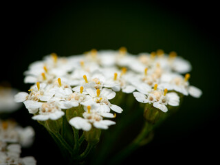 Common yarrow Achillea millefolium white corymb glows against dark background © Stefan