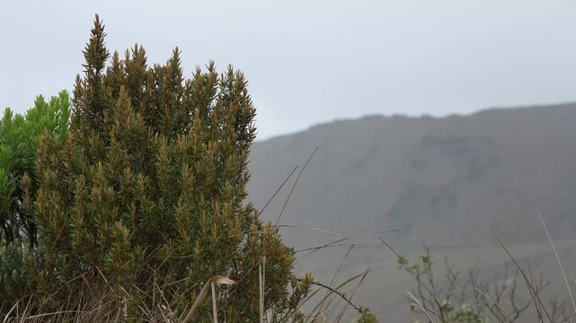 Scenic landscape of native paramo plants and vegetation growing in Colombian paramo natural park high altitude andean ecosystem
