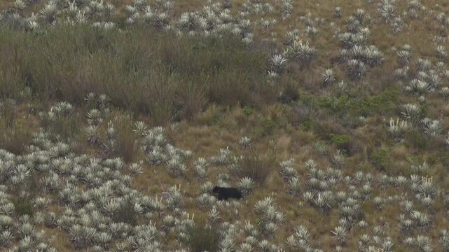 Spectacled bear Tremarctos ornatus walking through Chingaza paramo natural park andean ecosystem in Colombia