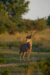 Fototapeta premium A portrait of a male kudu standing in the golden morning light while looking into the distance, Kruger Park. 