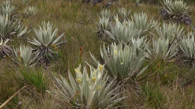 Close shot of frailejones espeletia plants growing in Chingaza paramo natural park high altitude andean ecosystem Colombia