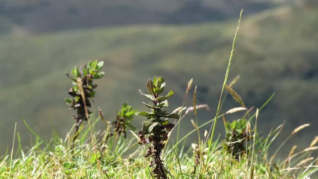 Small native paramo plants gently moving in wind in Colombian paramo natural park high altitude andean ecosystem Colombia