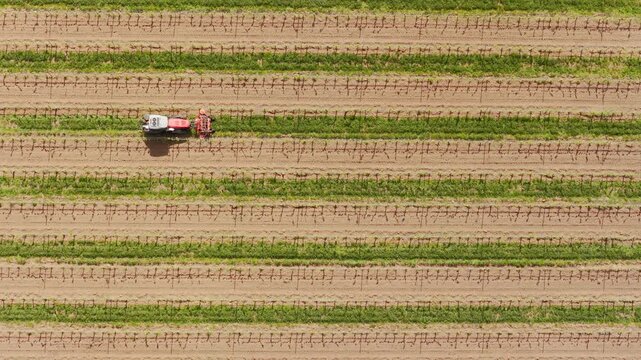 Aerial view of a red tractor cultivating soil between parallel rows of green vines in a large vineyard Kyjov, South Moravian Region, Czechia.