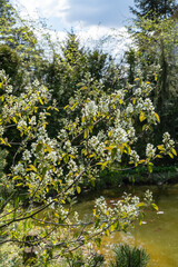 Fototapeta premium Amelanchier canadensis (serviceberry) in bloom next to pond. Delicate white flowers cover slender branches. Multi-stemmed shrub forms graceful silhouette against water.