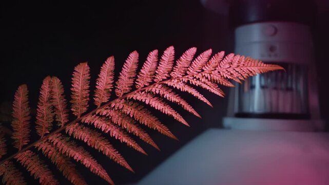 Close-up of a vibrant fern leaf in warm lighting, gradually revealing a soft-focus lamp in the background, creating an atmospheric indoor scene