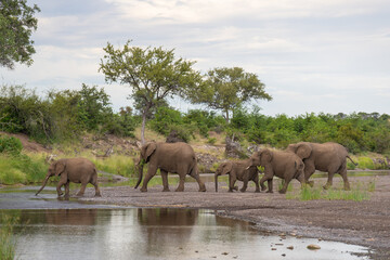 Obraz premium A beautiful scene of a herd of African elephant crossing a riverbed with shallow water, Mashatu Game Reserve. 