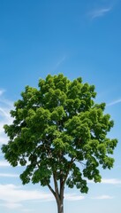 Fototapeta premium Lush Green Tree Against Bright Clear Blue Sky