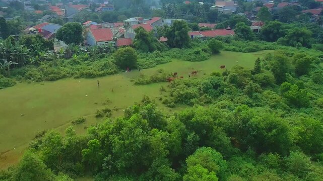 Aerial Drone View of Cows Grazing Near Residential Area in Tropical Indonesian Village