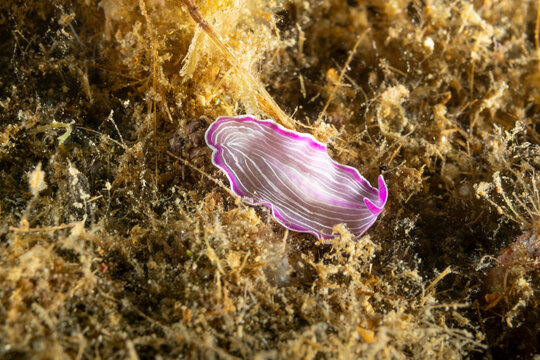  Verme piatto Platelminta rosa, Prostheceracus roscus sopra delle alghe