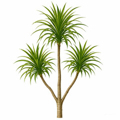 Obraz premium Dracaena Angustifolia Plant Vector Isolated on White Background Tropical Botanical