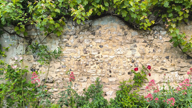 Picturesque Normandy Flint Stone Wall with Red Valerian, Pink Climbing Rose, and Grapevine