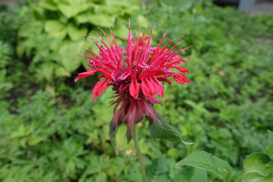 Multiple ruby red flowers of Monarda in June
