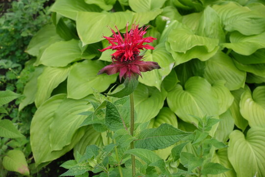 Multiple ruby red flowers of Monarda in June