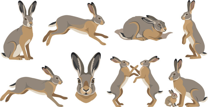 Hare and Rabbit Vector Set Featuring Sitting, Running, Fighting, and Family Poses for Wildlife and Animal Illustrations