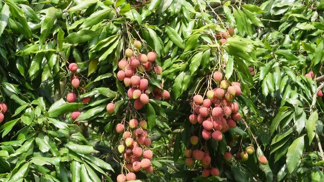 Lychee Tree with Clusters of Ripe Red Fruits