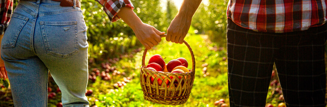 Basket of ripe apples. Woman and a man hold a basket apples in hand. Apple orchard, harvest time, garden. Hands, apple in basket