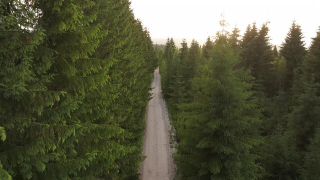 aerial 4k video of a dirt road in the middle of a forest during sunset. Straight gravel forest road stretching through a tall pine forest in the Romanian mountains during a warm golden hour sunset wit
