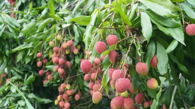 Clusters of Ripe Lychee Fruits on Tree with Green Foliage