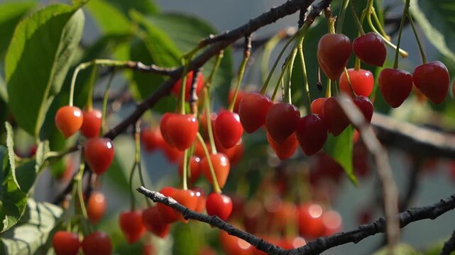 A close-up shot of glossy, ripe red cherries hanging from dark tree branches, with lush green foliage surrounding the fruit under natural sunlight.