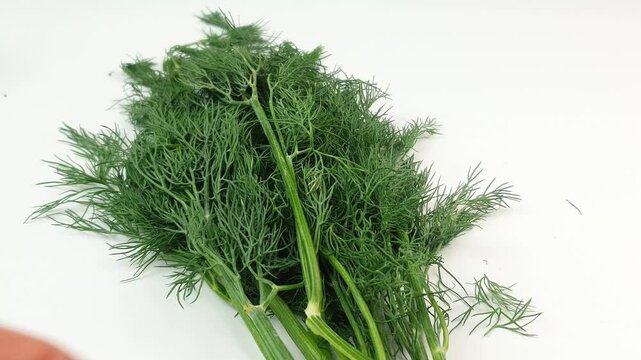 Close-up of dill on a white background. Arrange fresh dill and seasoning.