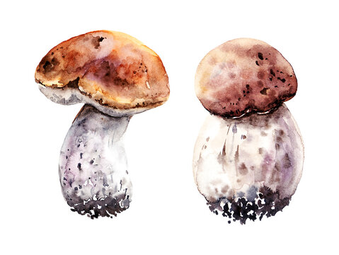 Watercolor set of two porcini mushrooms in a painting technique