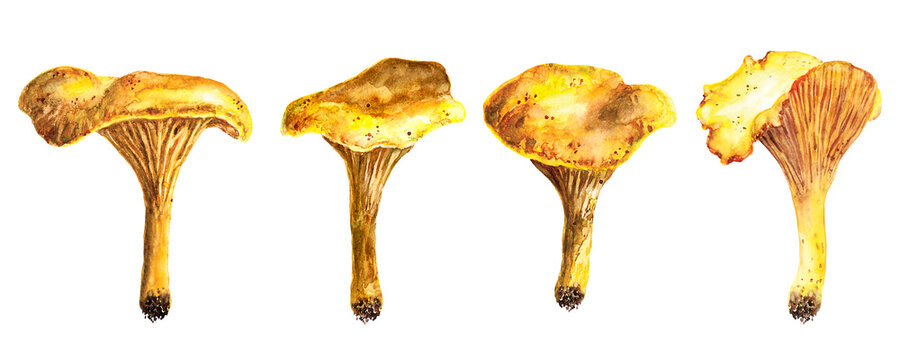 Set of isolated watercolor chanterelle mushrooms in sketching technique