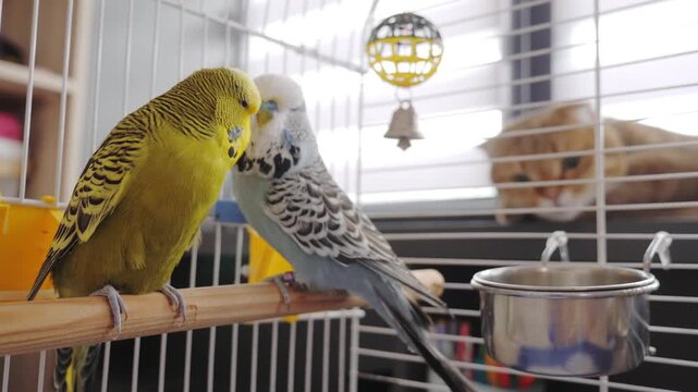 A close up cinematic shot of two adorable budgerigars perched on a wooden stick inside a spacious cage while a cat watches them from distance.