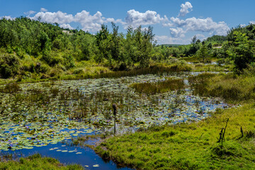 Obraz premium Water lilies on a pond in the highlands of Madagascar