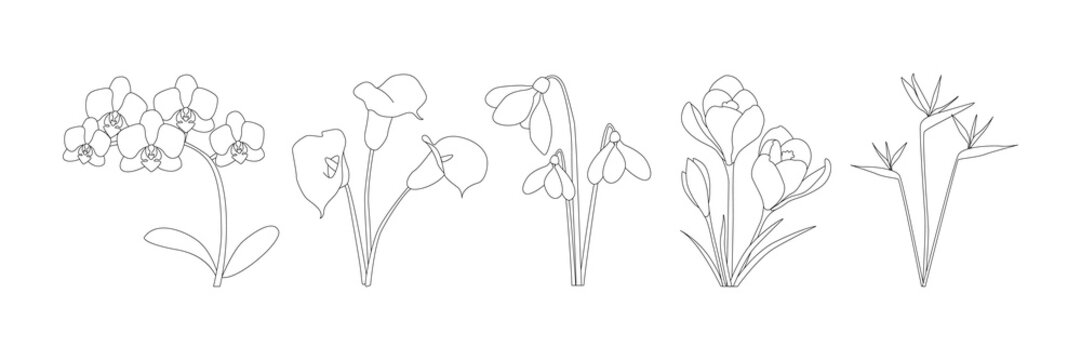 Minimalist line art flowers including orchid, calla lily, snowdrop, crocus, and bird of paradise, arranged horizontally, elegant botanical illustration for design or study