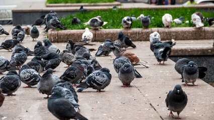 group of blue pigeons resting on a stone structure in city, white-gray, brown birds, city dwellers, flock, adapted, cold weather,  © Studio  LEO
