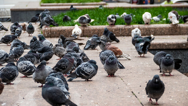 group of blue pigeons resting on a stone structure in city, white-gray, brown birds, city dwellers, flock, adapted, cold weather, 