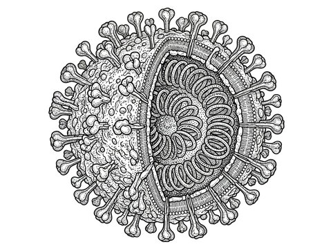 illustration vector of hantavirus virus sketsa outline walpaper