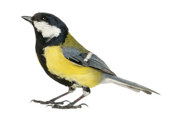 Great tit bird perched on branch with white background, wildlife isolated on transparent PNG background © vectorstudio