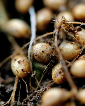 Nitrogen fixing nodules root legume plant macro closeup moist soil texture natural sunlight shallow depth of field