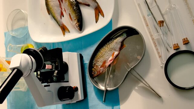 Research fish in the lab. Selective focus.
