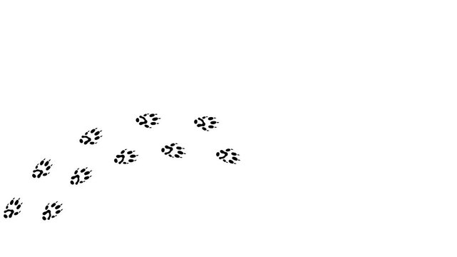 Animal footprints on transparent background with rat and mouse paw prints. Simple flat style vector trail isolated illustration related to rodents and hantavirus.	