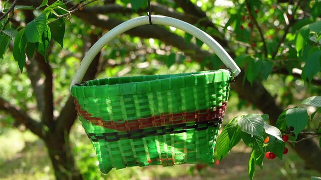A handwoven green plastic basket with a white handle hangs suspended in a sunny cherry orchard, surrounded by lush green leaves and ripe red cherries.