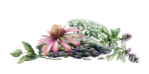Echinacea, yarrow and thyme with dry herb heap watercolor. Botanical composition for organic loose tea packaging, immune system medicine branding, crushed medicinal plant pile remedy design © AnKa