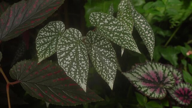 close up view of Begonia leaves, showing its beautiful vibrant color with unique polka dots leave pattern and texture, tropical pattern, greenery vibe, beautiful indoor plants, bird chipping sounds