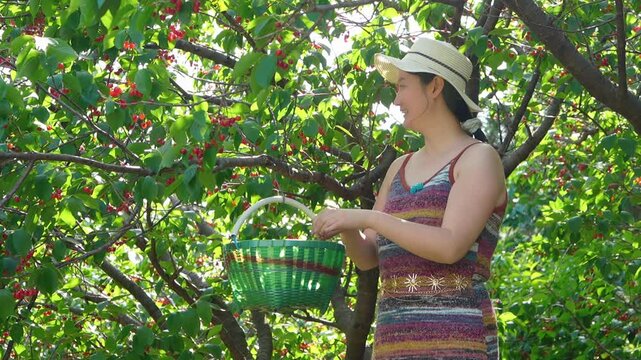 A focused young Asian woman wearing a sunhat and casual camisole picks ripe red cherries into a green wicker basket under leafy fruit trees on a sunny day.