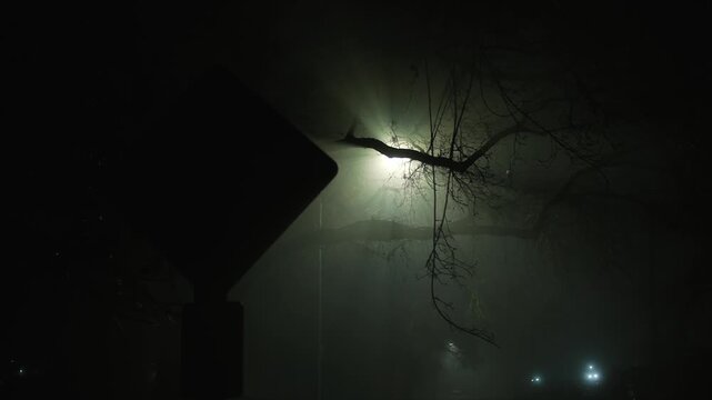 Tree branch silhouettes against streetlight in foggy night, bright diffused light cuts through dense mist creating mysterious atmosphere of empty night street and low visibility