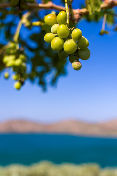 Bunch of white grapes hanging on a vine with a blurred coastal background in summer
