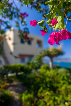 Close-up of pink bougainvillea with a blurred white villa in the background