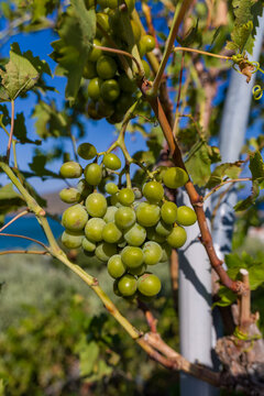 Close-up of fresh white wine grapes Vitis vinifera hanging on a vine outdoors