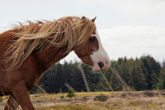 semi-wild Welsh horse with a light flowing mane