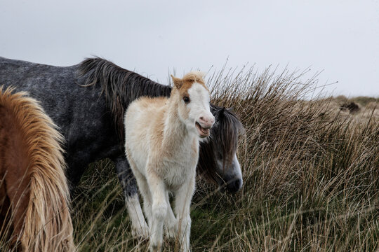 young white foal on Welsh meadows - Welsh wild ponies