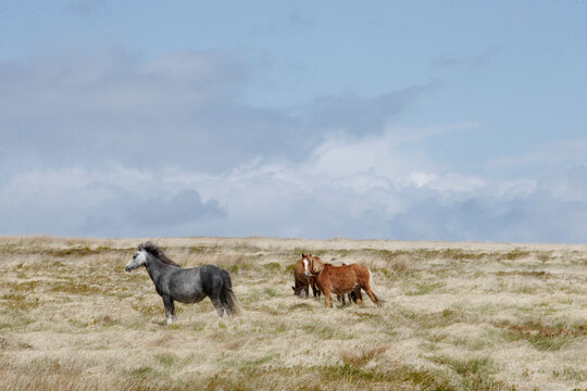 semi-wild Welsh ponies on the hills